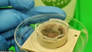 Yapay Beyin Oyun Oynadı!