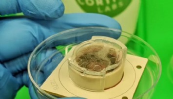 Pong'u Oynayan Beyin Hücresi Geliştirildi!