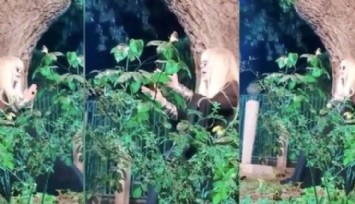 Zerrin Özer'e Tepki Yağdı!