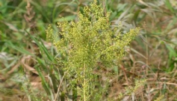 2 Bin Yıllık Bir Bitki Kanseri Yok Ediyor!