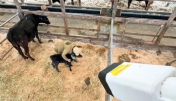 'Doğum Zamanını 5 Saat Önceden Haber Veriyor'