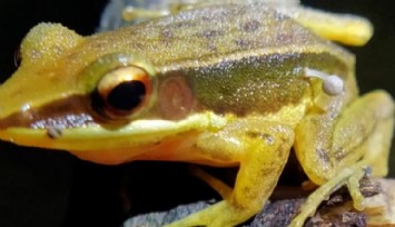 Canlı Kurbağanın Üstünde Mantar Filizlendi!