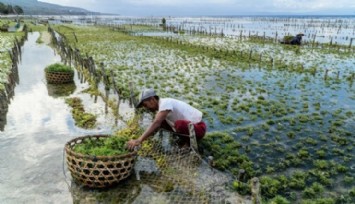 Deniz Yosununun Bilinmeyen Faydaları!